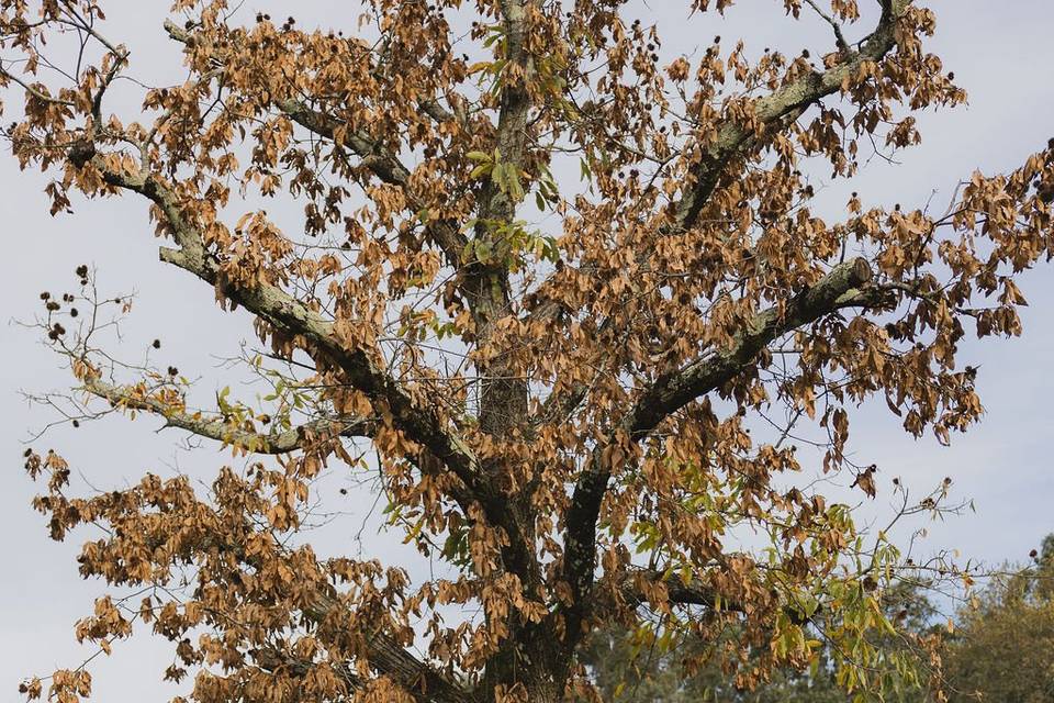 Tiago Campos Photographer