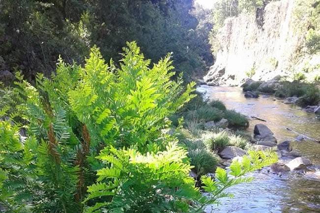 Rio Caima