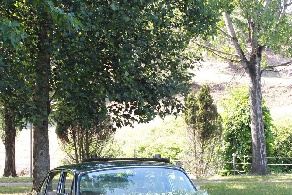 Wedding Dreams & Cars