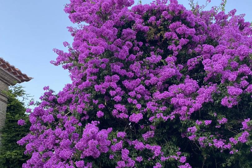 Jardins