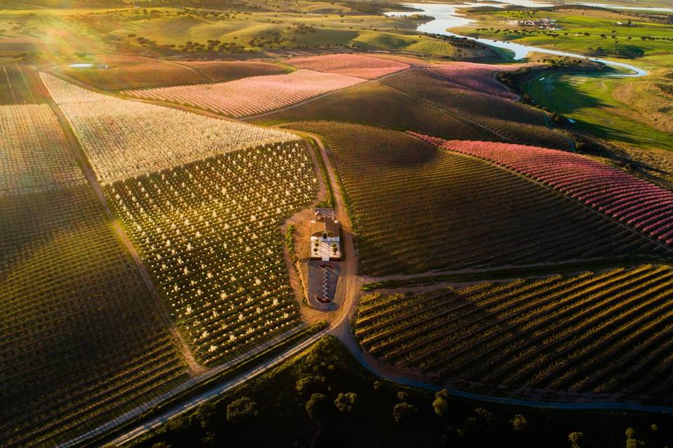 Vila Galé Alentejo Vineyards