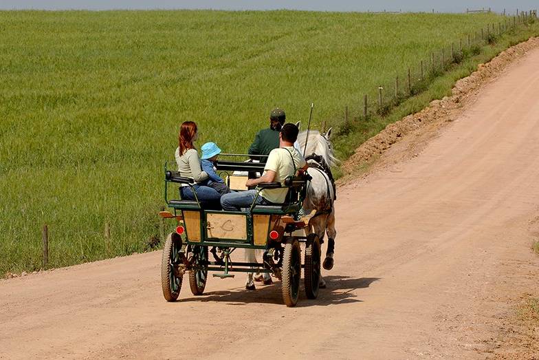 Passeios de Charrete