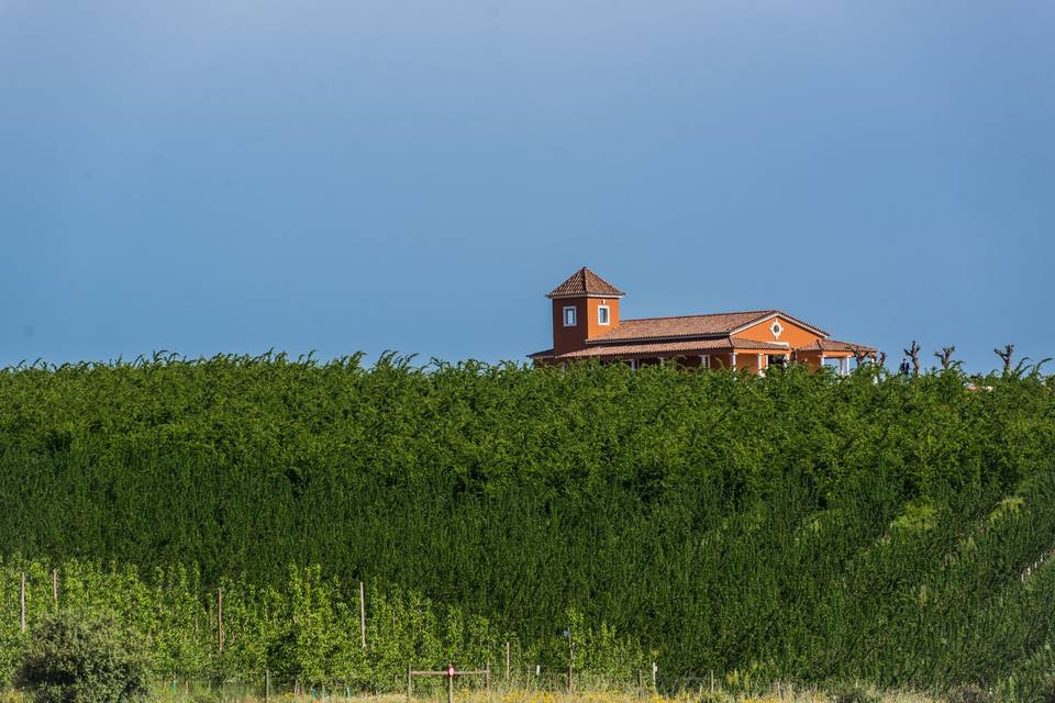 Vila Galé Alentejo Vineyards