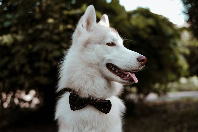 Pet Sitting Casamentos Braga