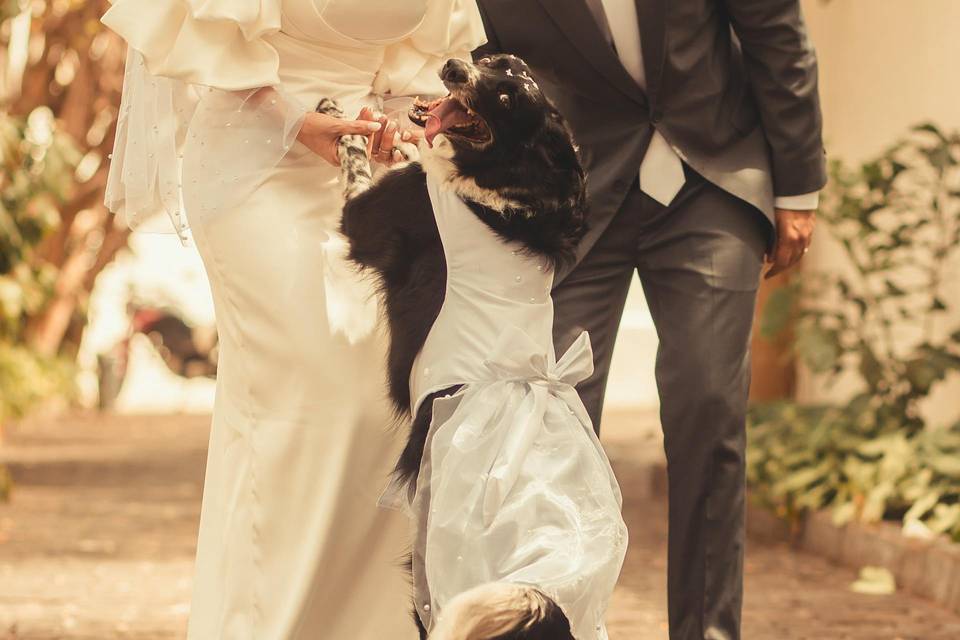 Petive Pet Sitting Casamentos