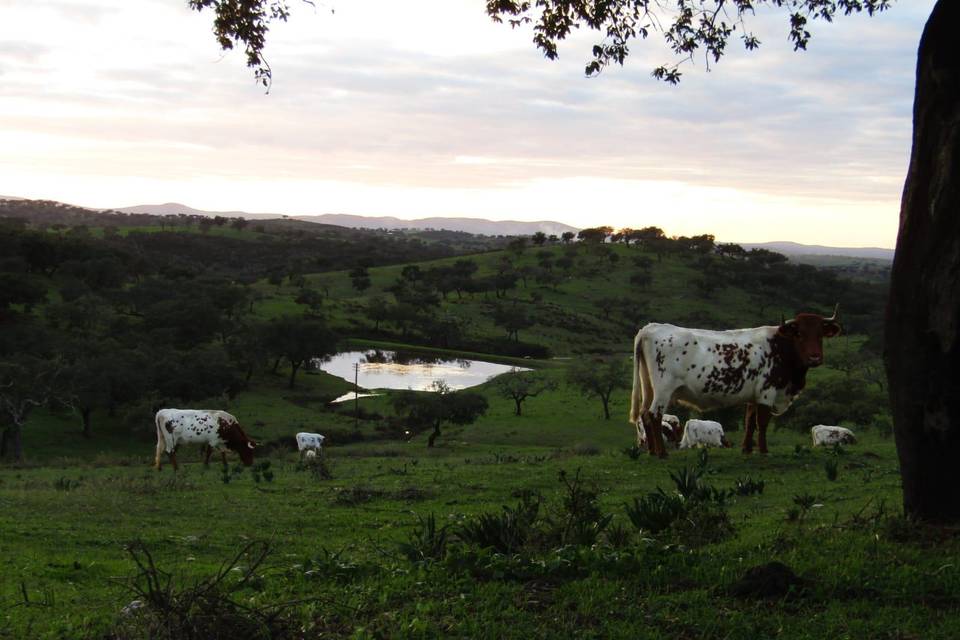 Paisagem do Campo