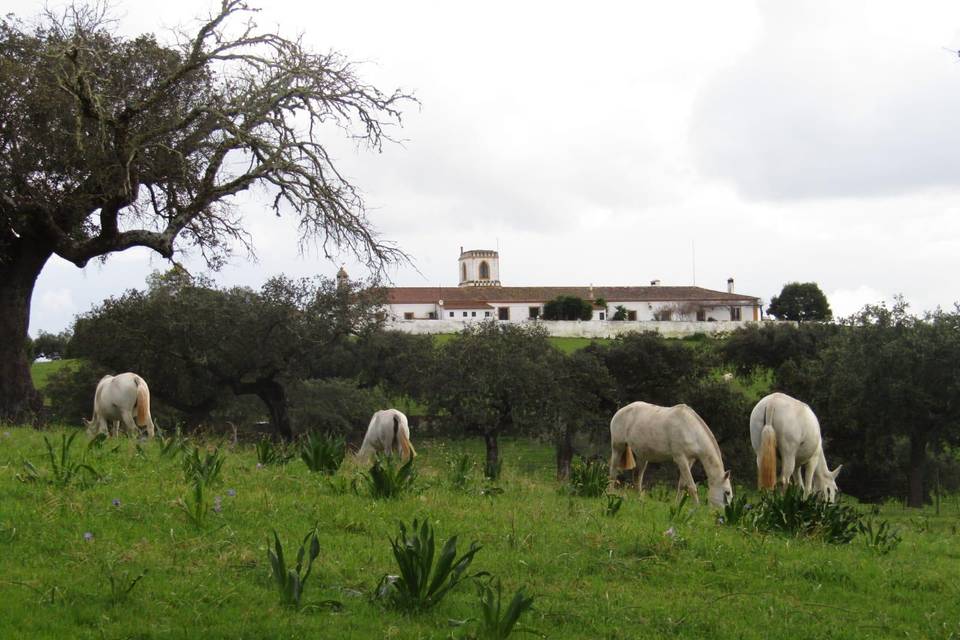 Paisagem da Herdade