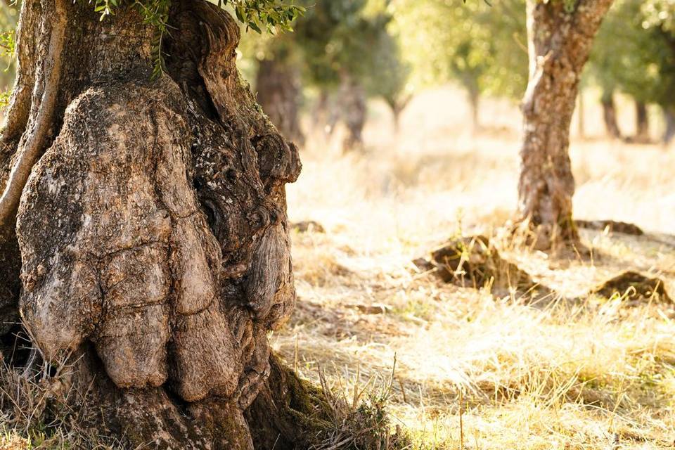 Campo
