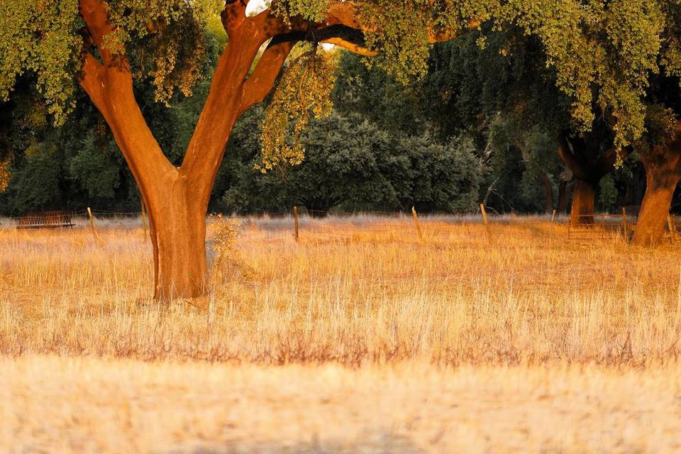 Campo