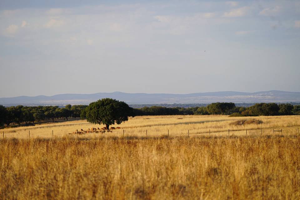 Campo