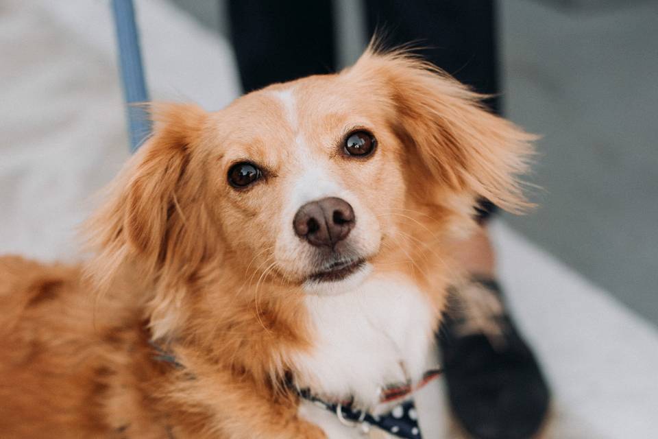 Porto wedding photographer