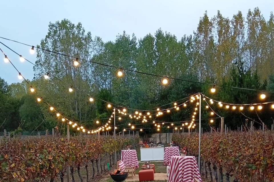 Vinha quinta da Grimpa