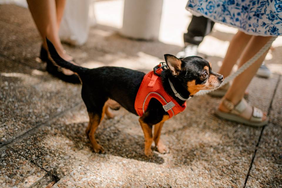 Zan pet services