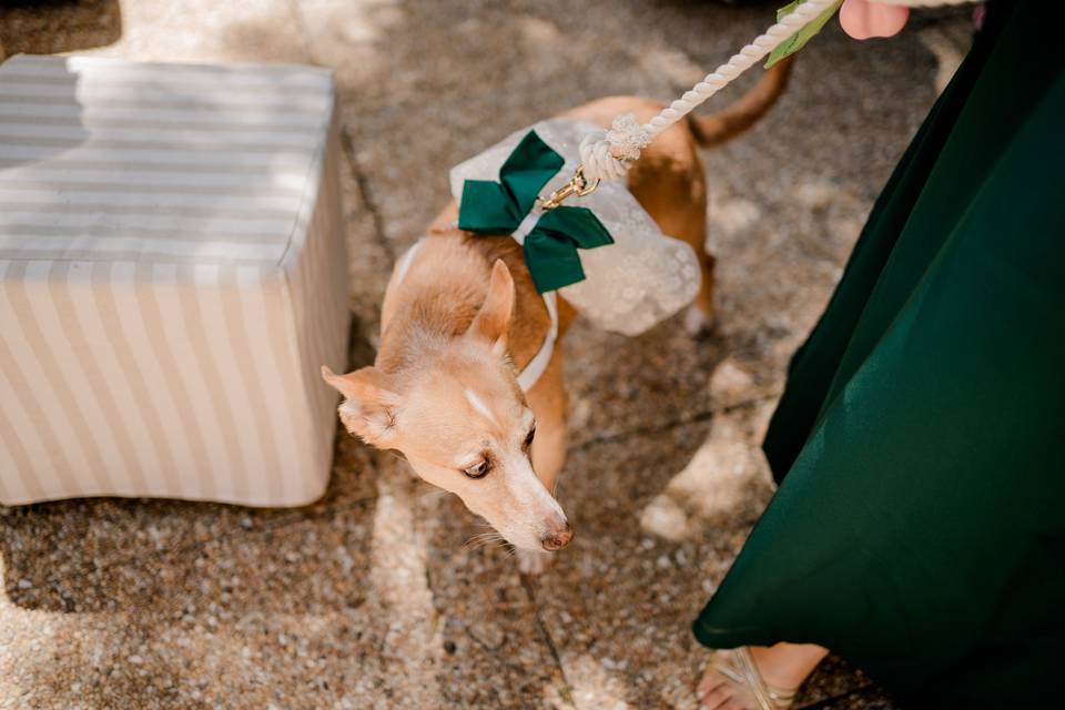 Zan pet services