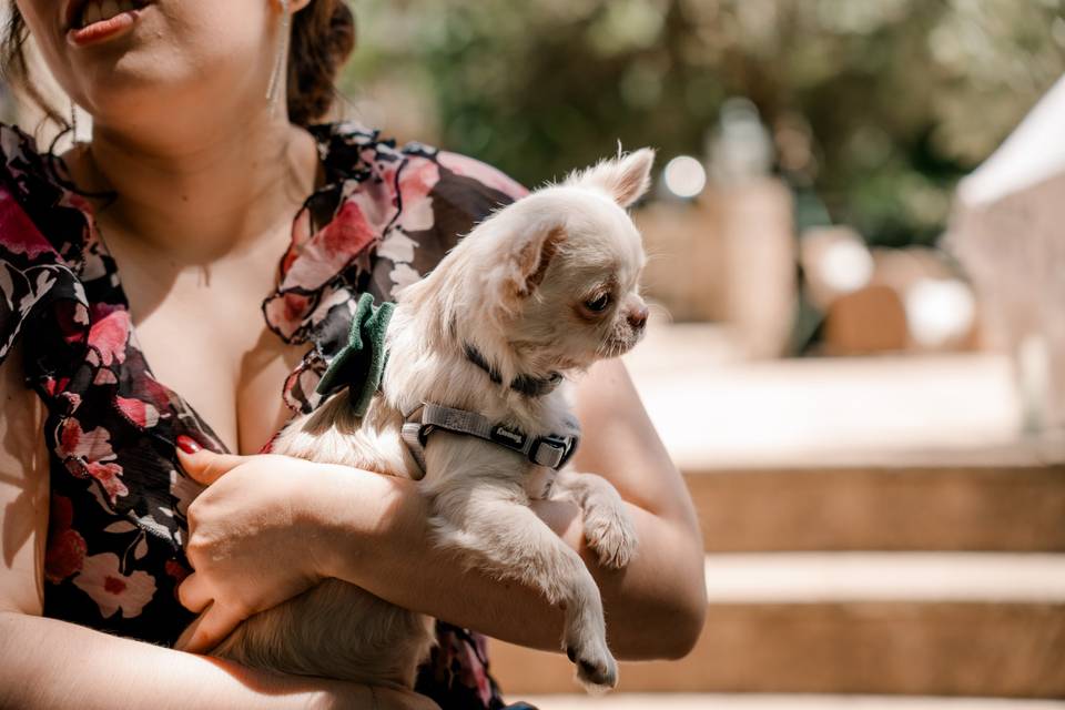 Zan pet services