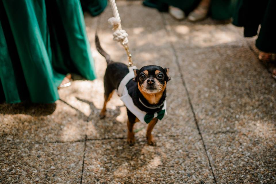 Zan pet services