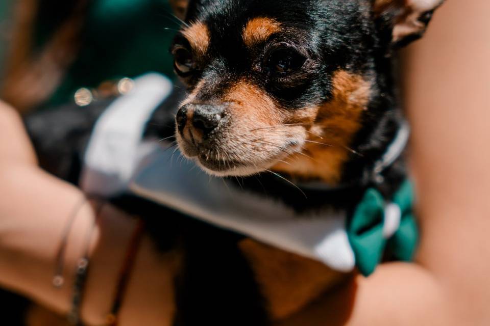 Zan pet services