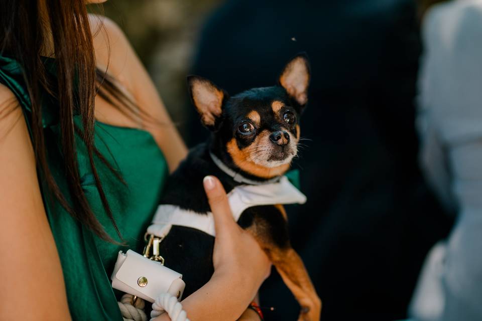 Zan pet services