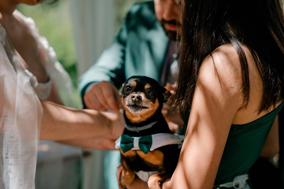 Zan pet services