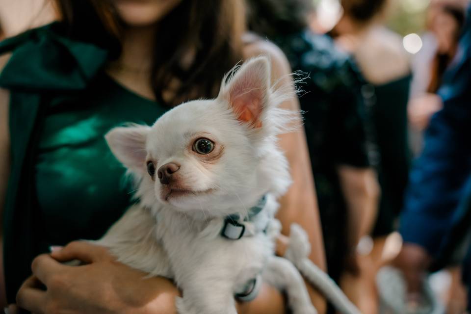 Zan pet services