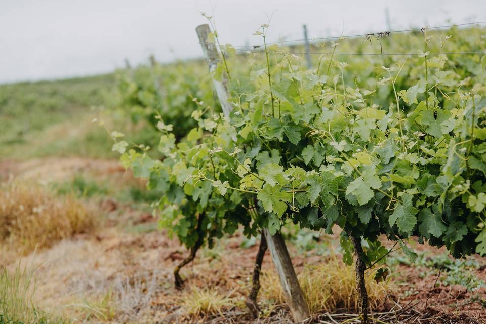 Quinta do Gradil