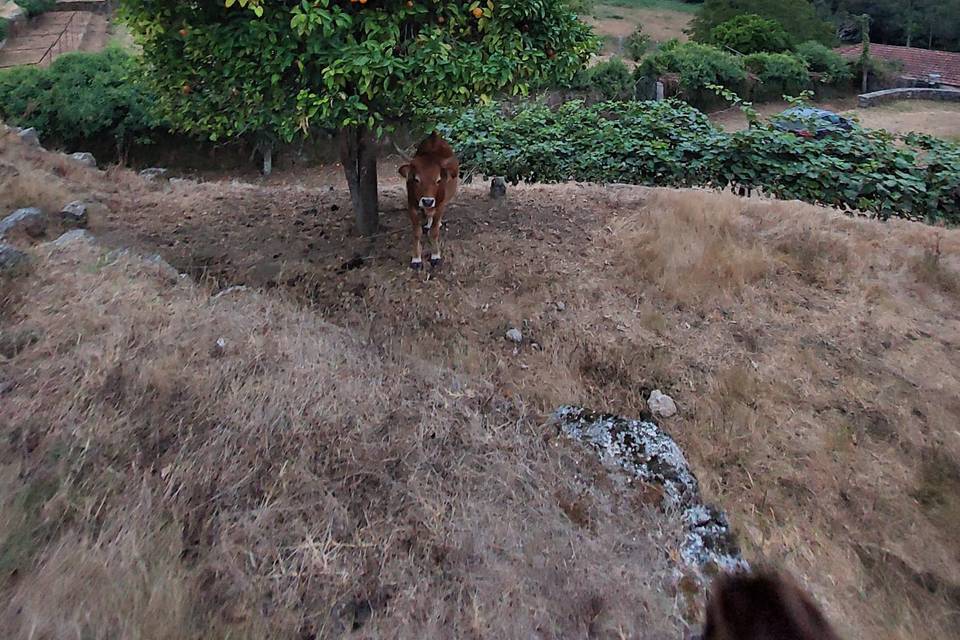 Animais de quinta