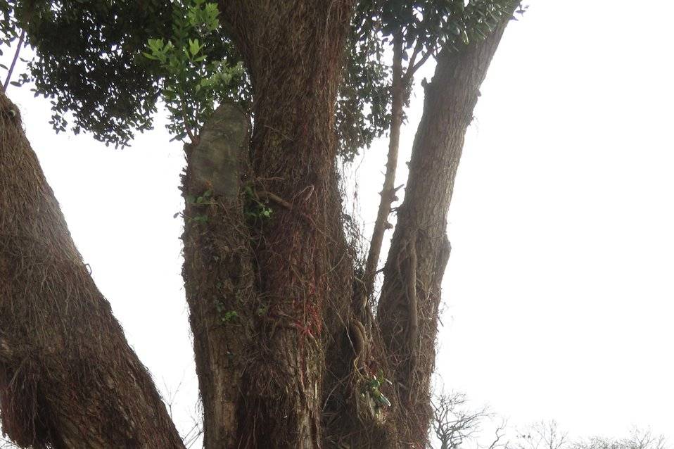 Cadeira de realizador