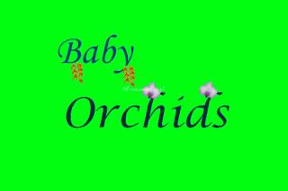 Baby Orchids