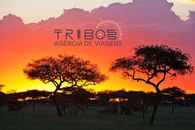 Safari por do Sol