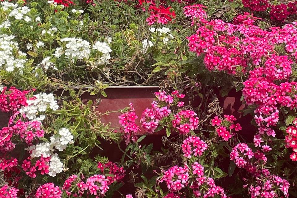 Jardim