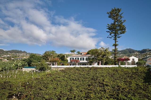 A vinha que preenche.