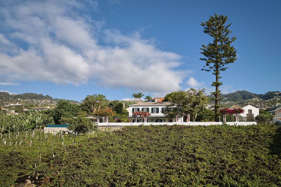 A vinha que preenche.