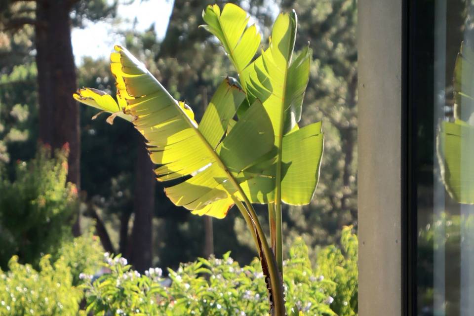 Jardim