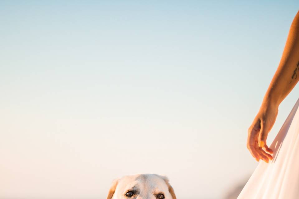 Ana+João