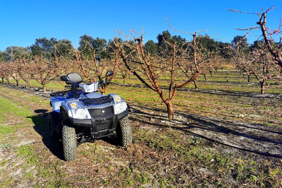 Moto 4 para casamentos