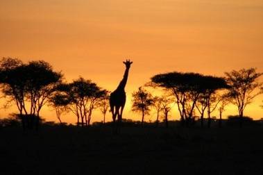 Safaris no Quénia