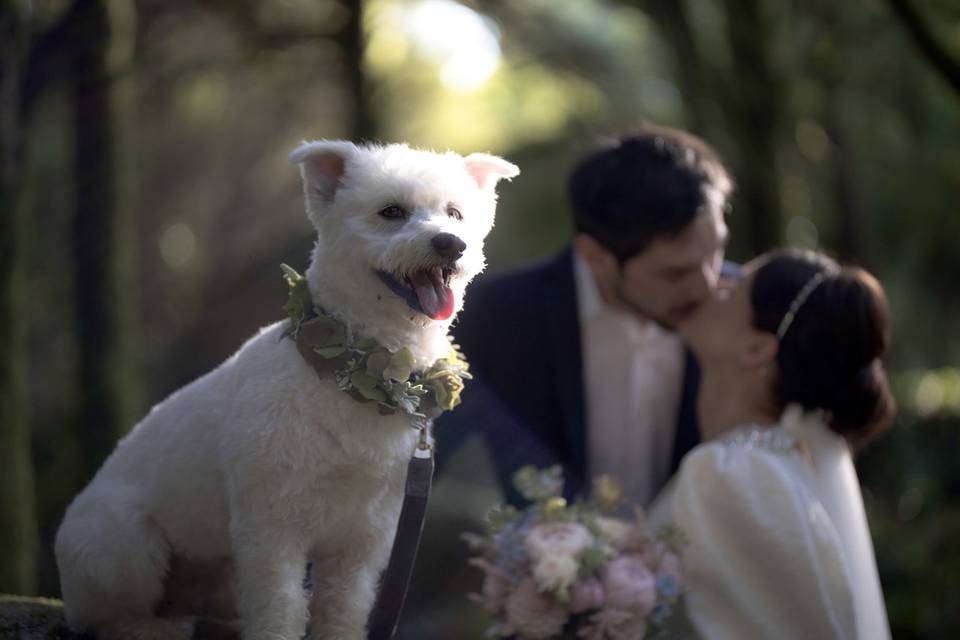 Coroa para cão