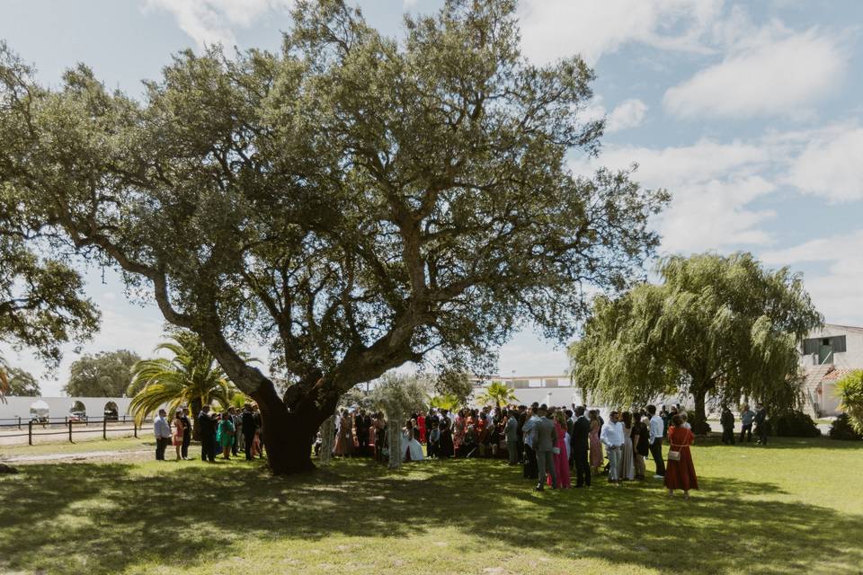 Celebração