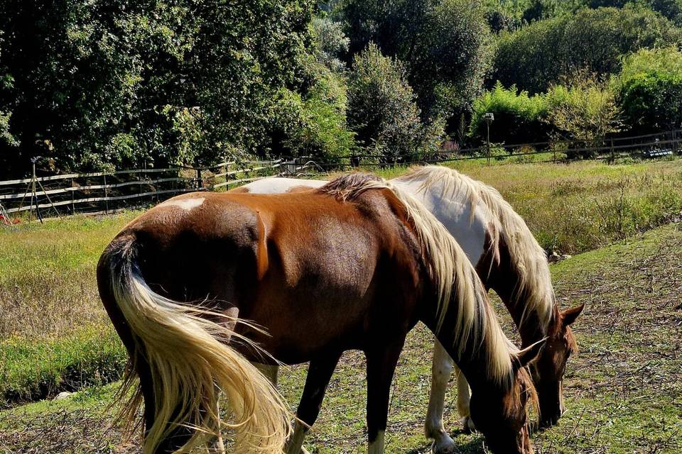 Cavalos