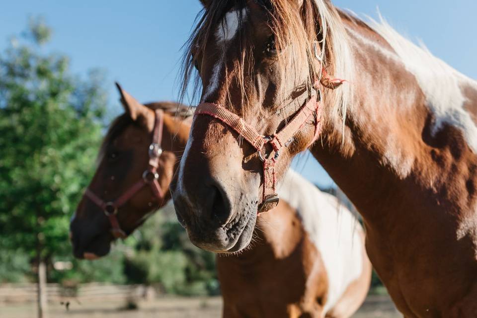 Cavalos