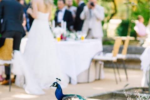 Casamento em Jardim Botanico