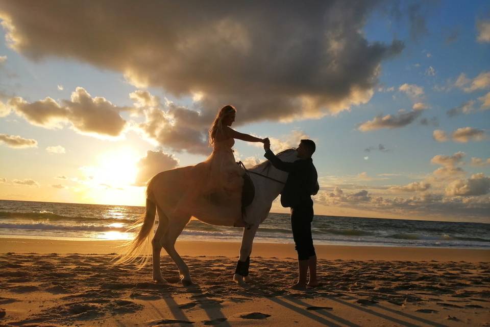 Cavalo Danúbio na praia