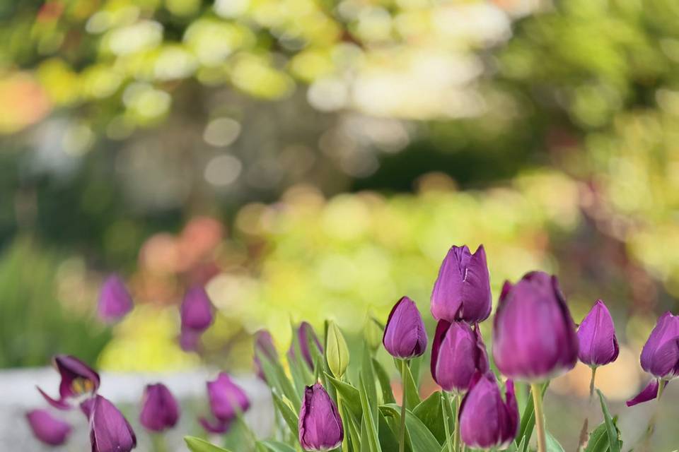 Produção de flores própria