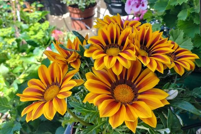 Florista Isilda