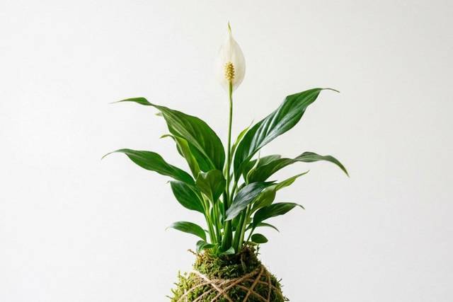 Mini kokedama
