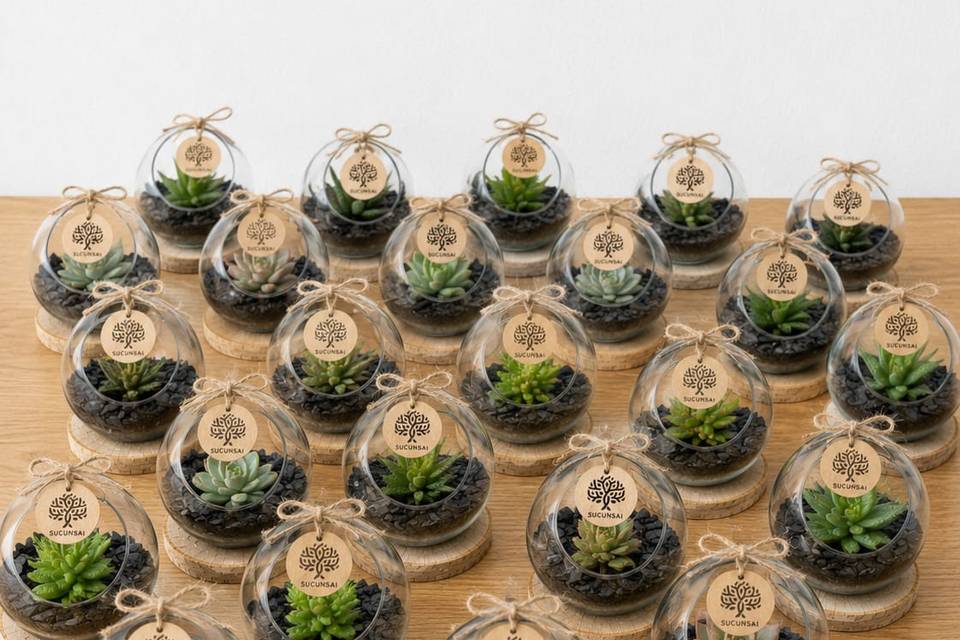 Pack mini terrários