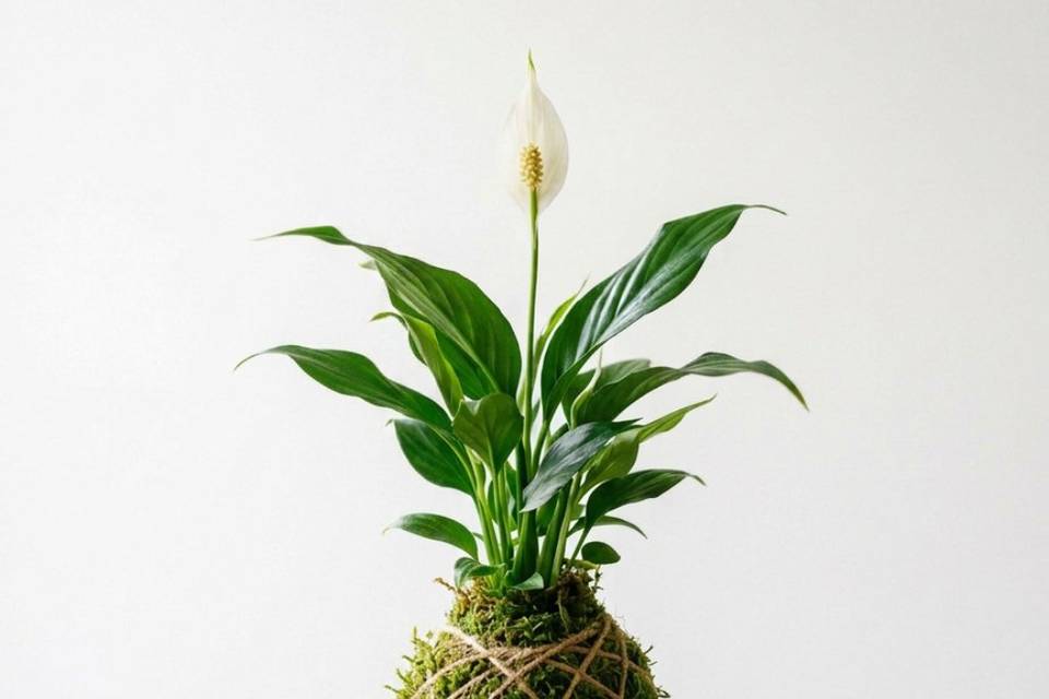 Mini kokedama
