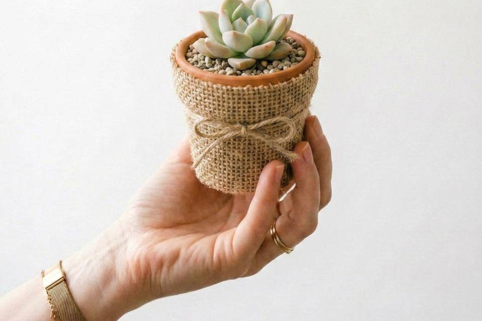 Mini suculenta