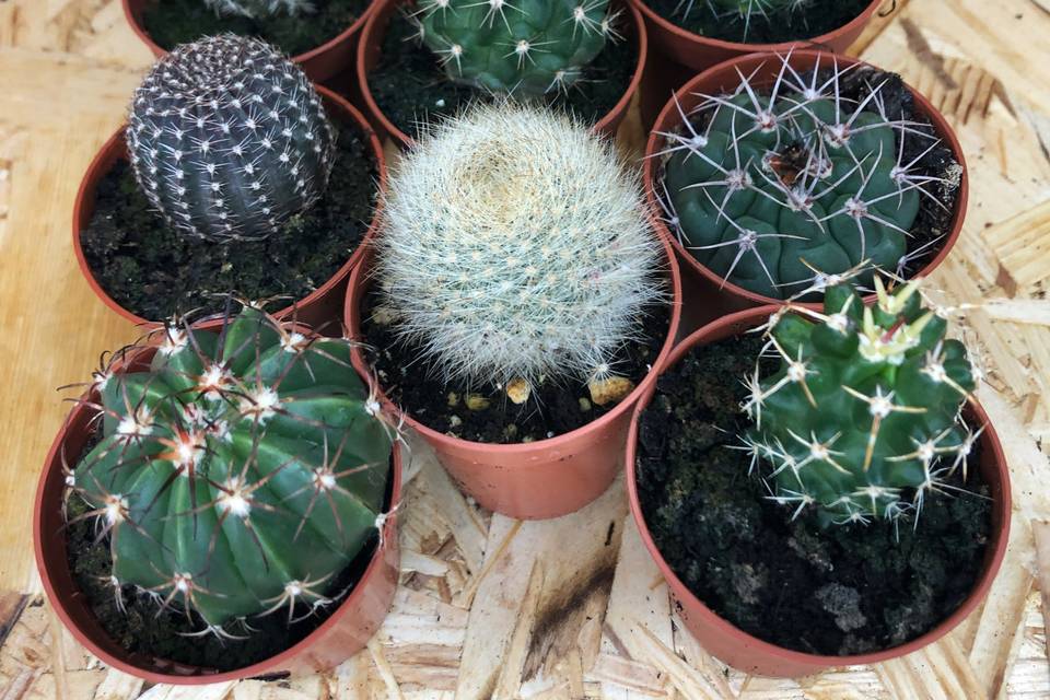 Cactos vaso 5 cm