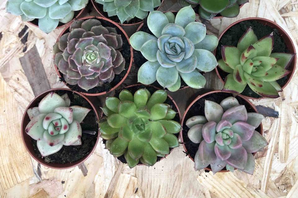 Suculentas vaso 5 cm
